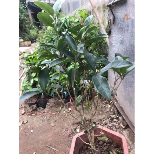 Cây Hoa Mộc Hương cam kết chất lượng (tặng 2 cây quế giống)