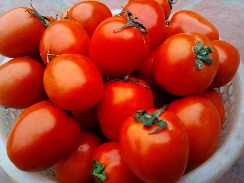 [HCM]Gói 0.1g hạt giống cà chua F1 Rosa