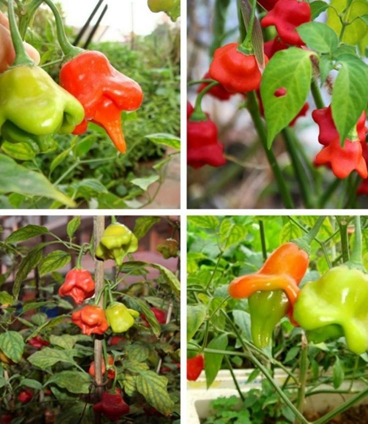 Combo 1 gói Hạt giống Ớt hoa hồng, 1 gói kích nảy mầm, 1 gói phân bón nảy chồi ra lá