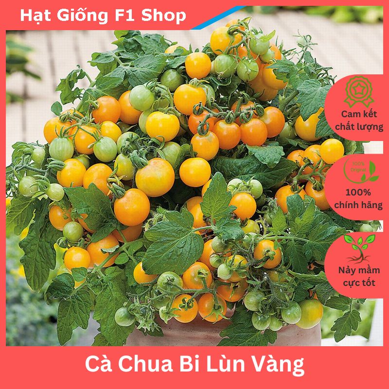 Hạt Giống Cà Chua Bi Lùn Vàng F1 Trồng Chậu