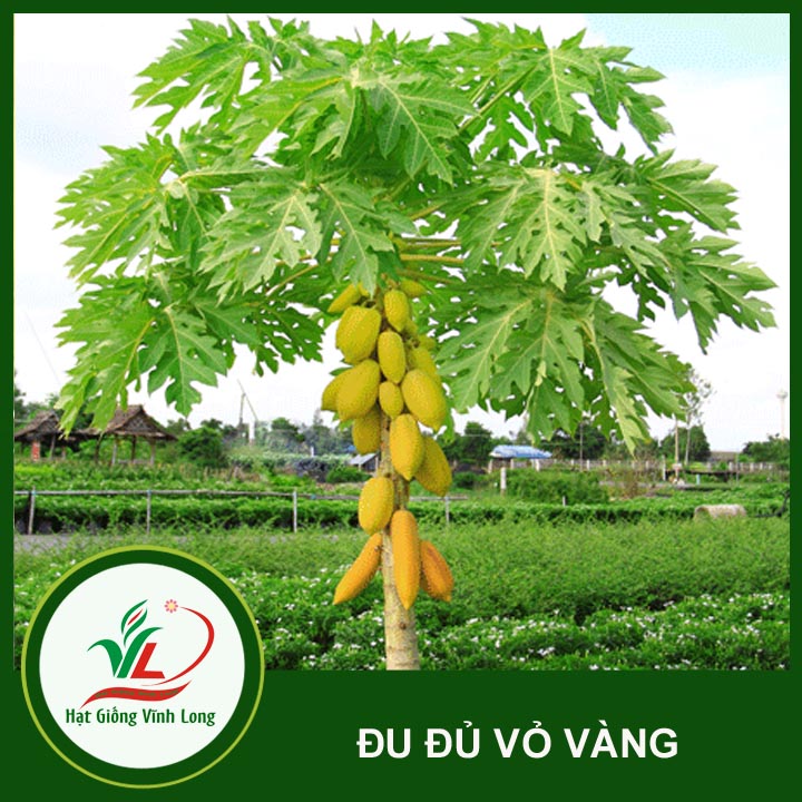 Hạt giống Đu đủ vàng Vĩnh Thành - 5 hạt