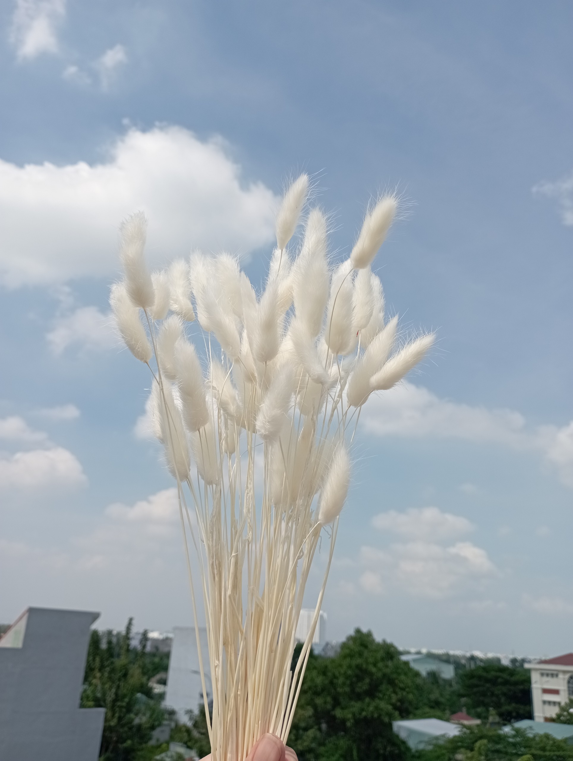 ( 5 bông ) hoa đuôi thỏ - hoa khô thủ đức