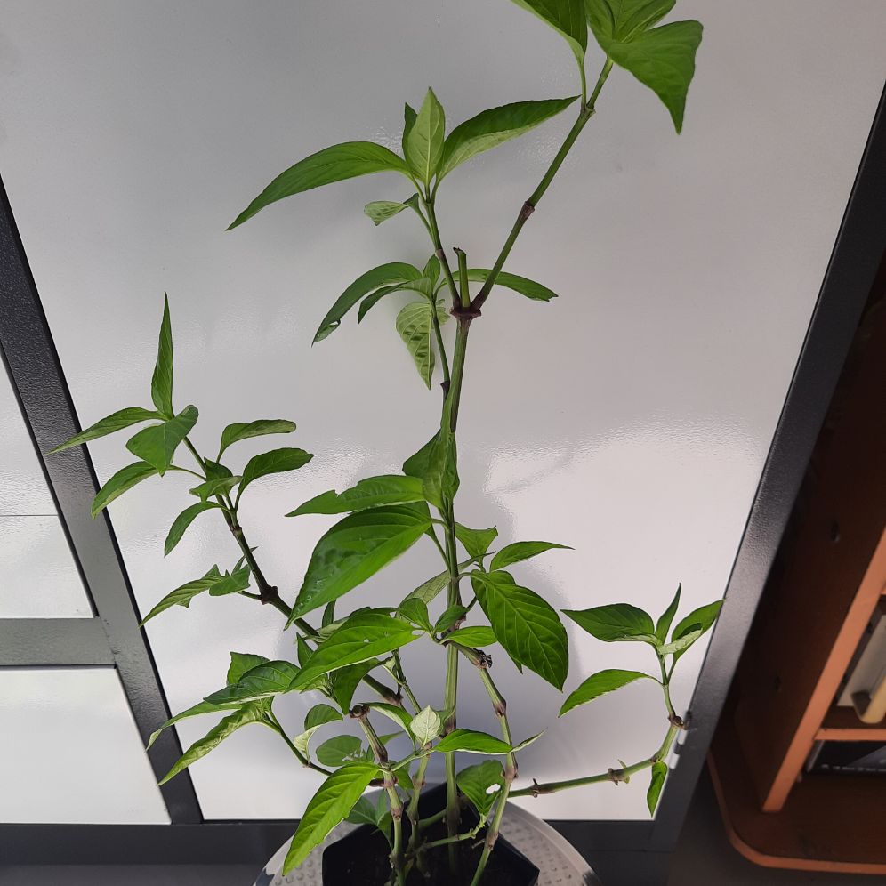 Cây lá cẩm - bầu 5-6 cây