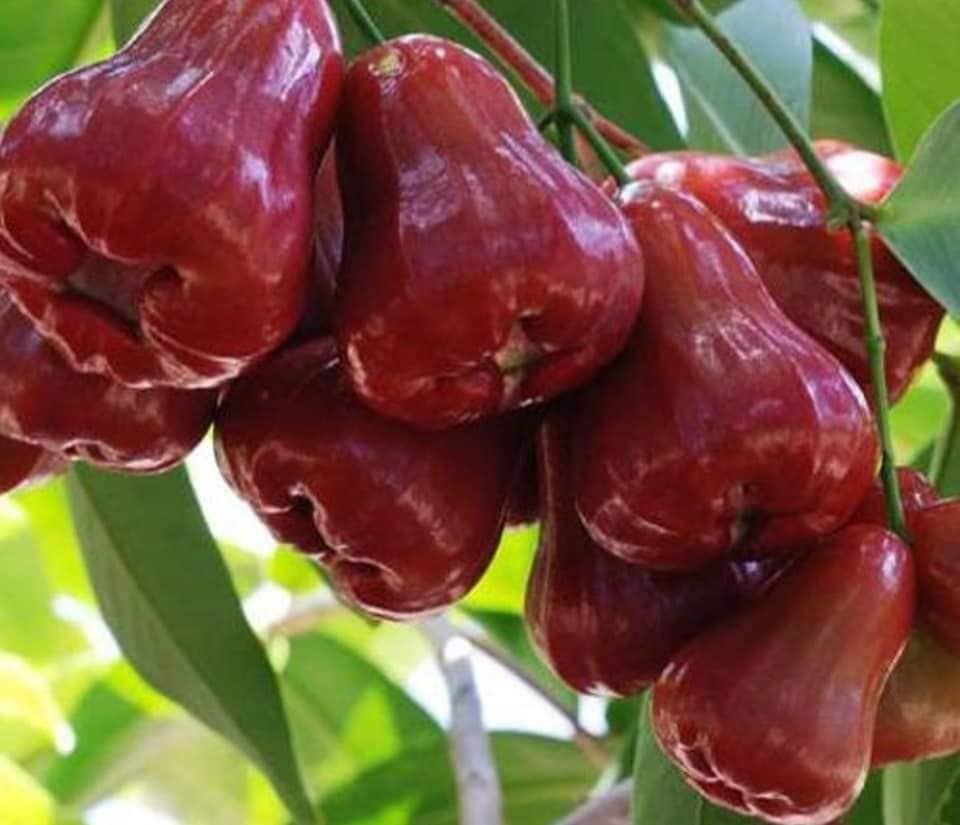 Cây giống roi đỏ
