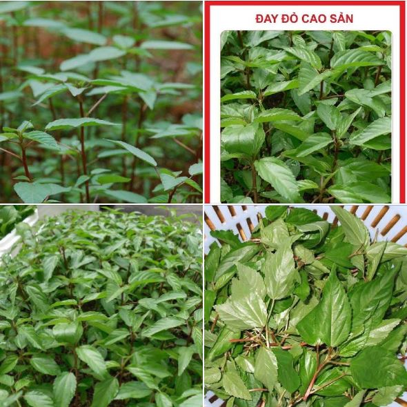 Hạt Giống cà tím dài /gói 0,2 gram(tặng kèm phân bón)