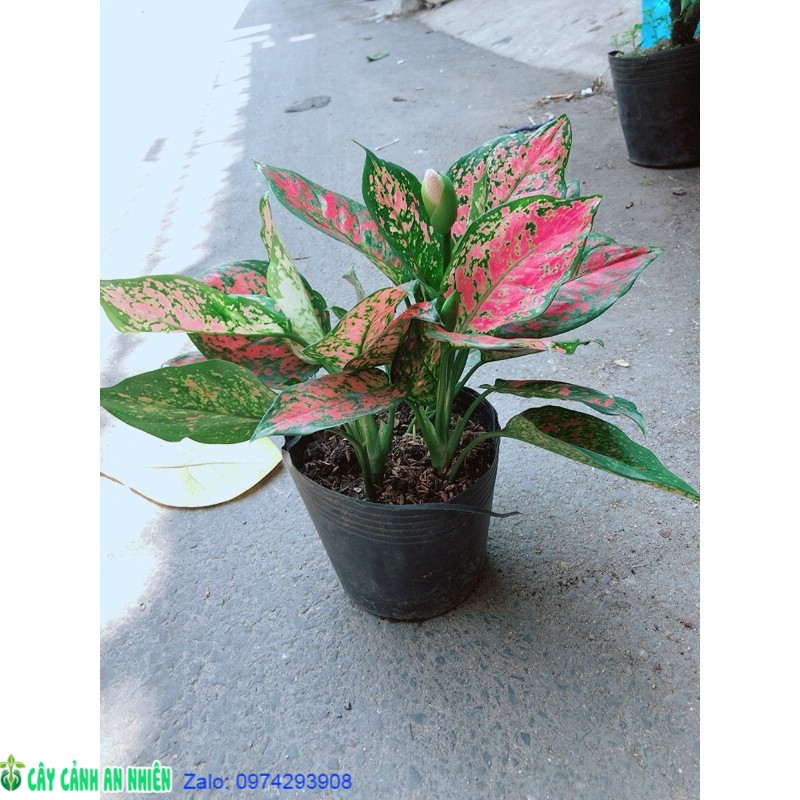 Cây vạn lộc