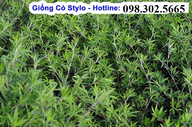 Hạt Giống Cỏ Đậu Stylo -  cỏ chăn nuôi 100gram .