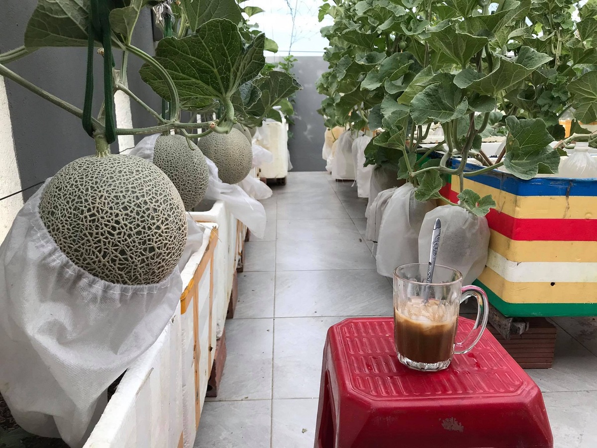 Hạt giống Dưa lưới ruột vàng (ruột cam) - Gói 20 hạt