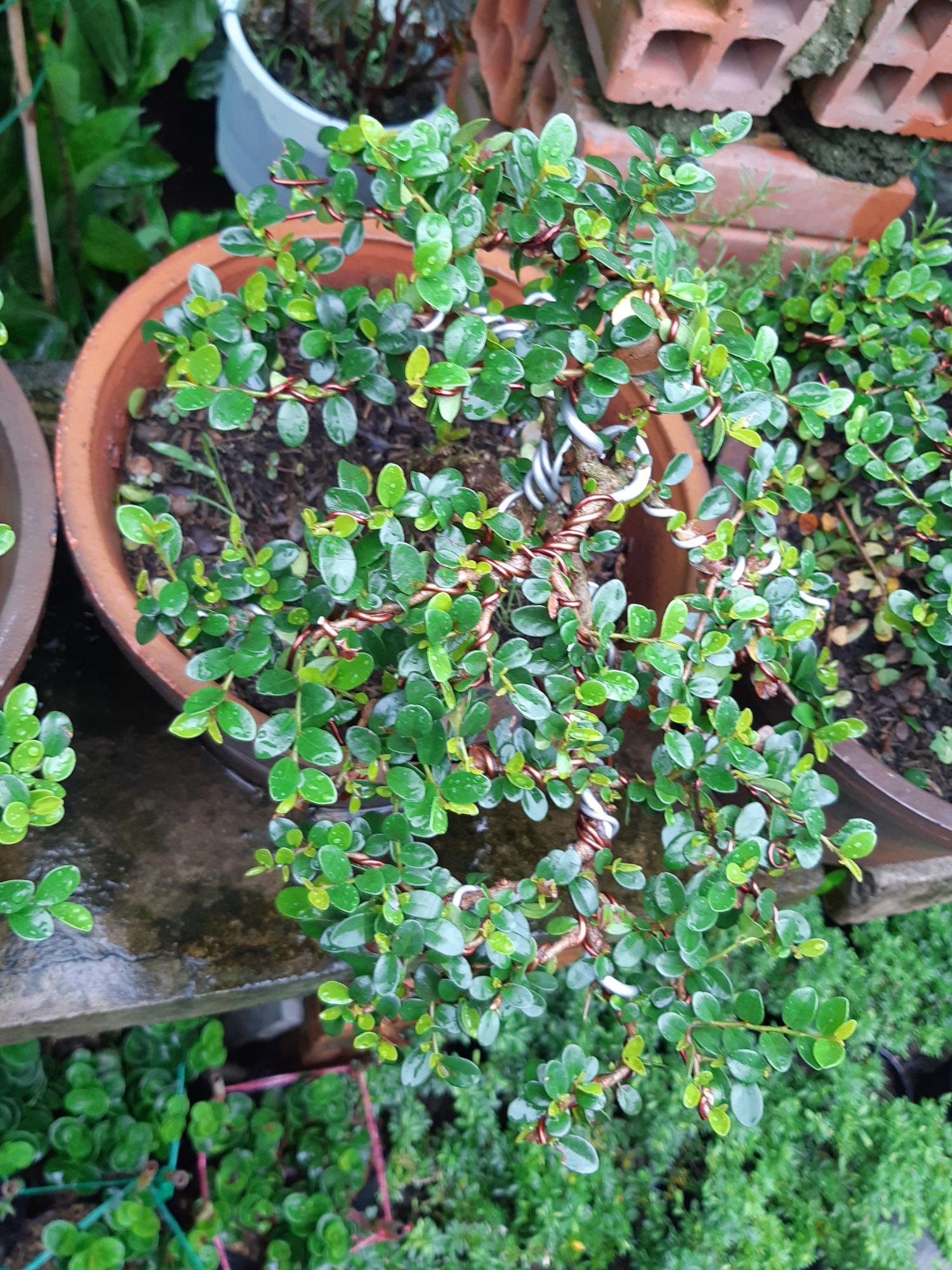 cây sam trái (sam núi) bonsai già