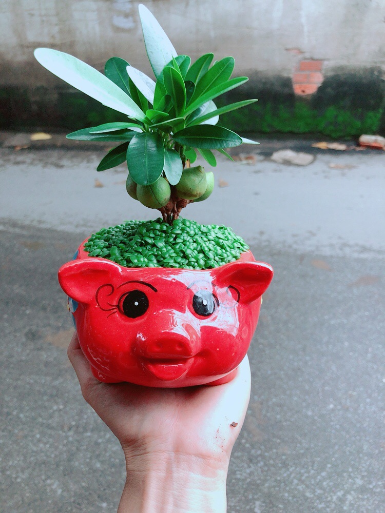 Chậu May Mắn Tài Lộc