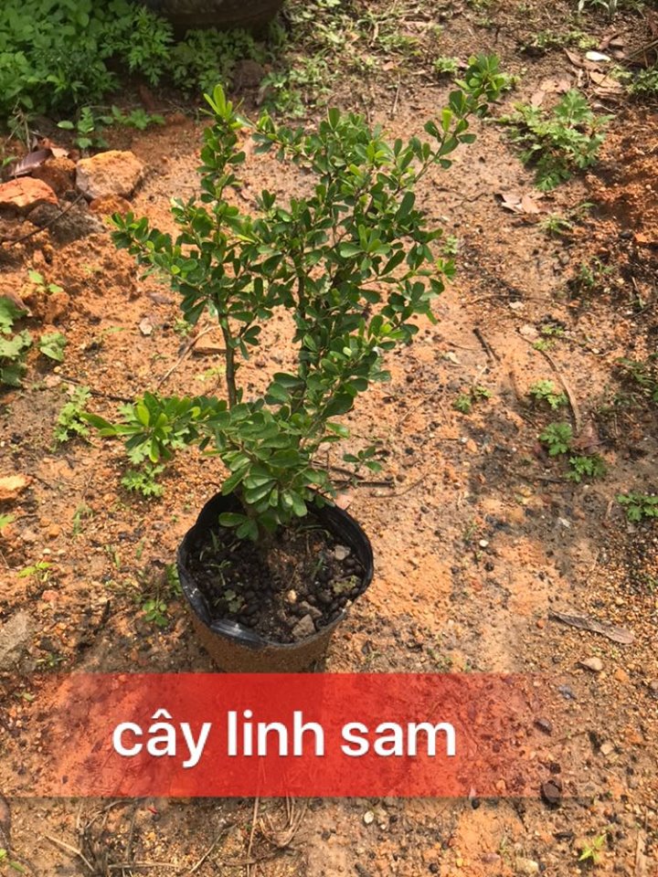 Cây giống linh sam siêu bông