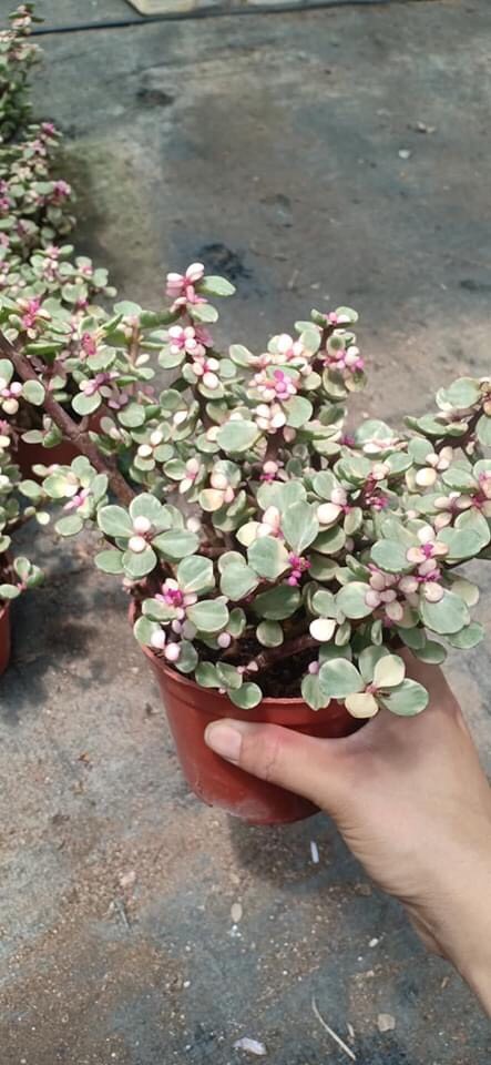 Châu cây sen đá Dolla hồng cẩm thạch bụi lớn