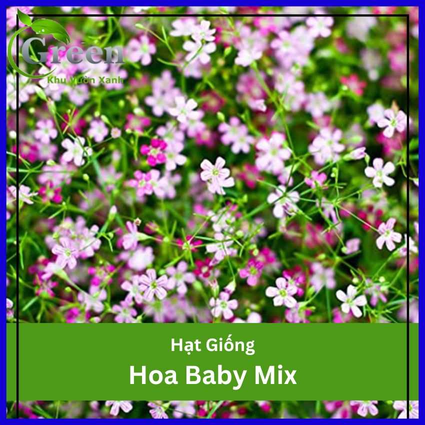 Hạt Giống Hoa Baby Nhiều Màu Hà Lan Trồng Chậu, Cắt Cành, Dễ Trồng