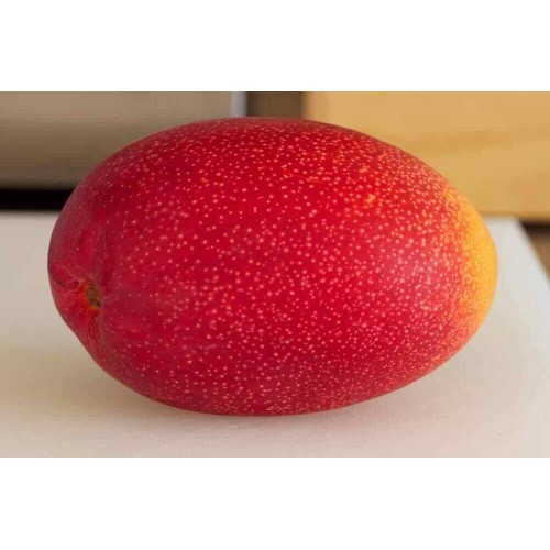Cây giống xoài đỏ