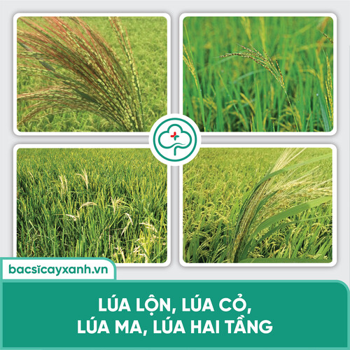Chế phẩm BS11 - Quản lý lúa lộn: Xử lý lúa ma, lúa lộn, lúa cơi, lúa hai tầng