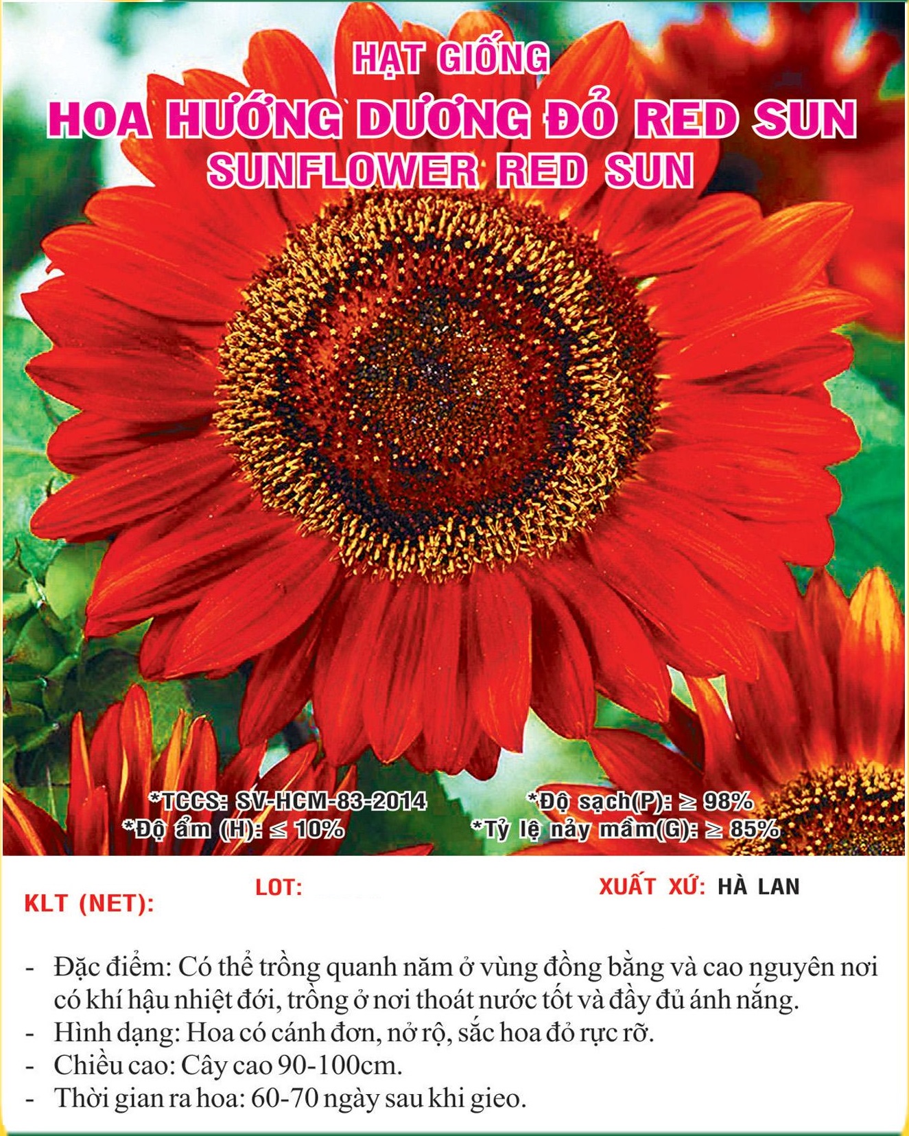 Hạt giống hoa Hướng Dương Đỏ VTS08 | Vạn Tín Store