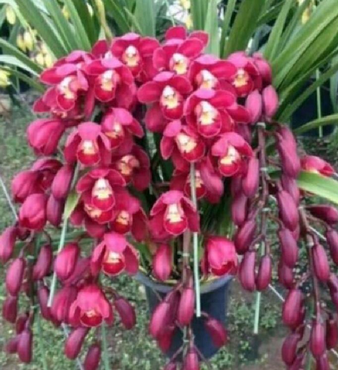 Củ giống hoa địa lan santo hoa tím - 1 củ