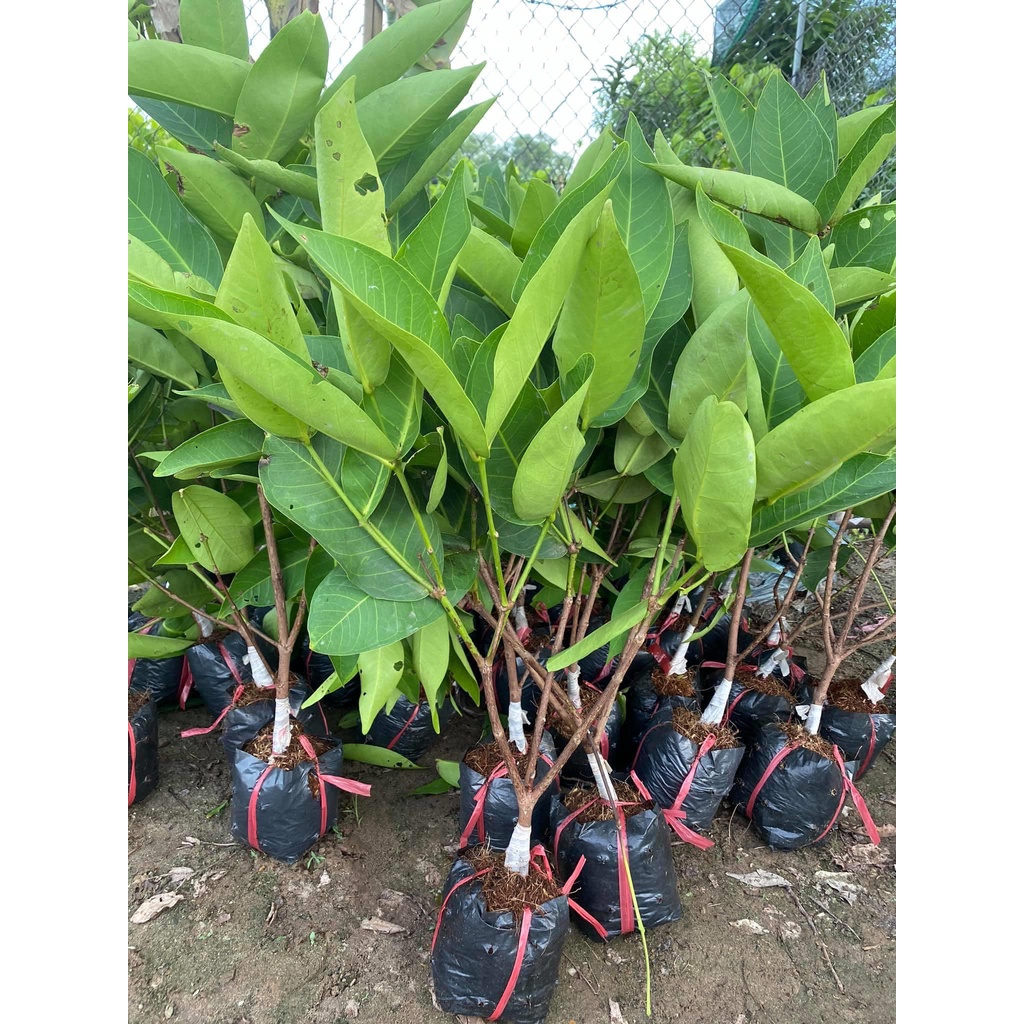 Cây giống roi đỏ Thái lan, giống cây nhập khẩu mới, quả to, mọng nước, cây sớm cho trái, nhiều quả cây giống khỏe
