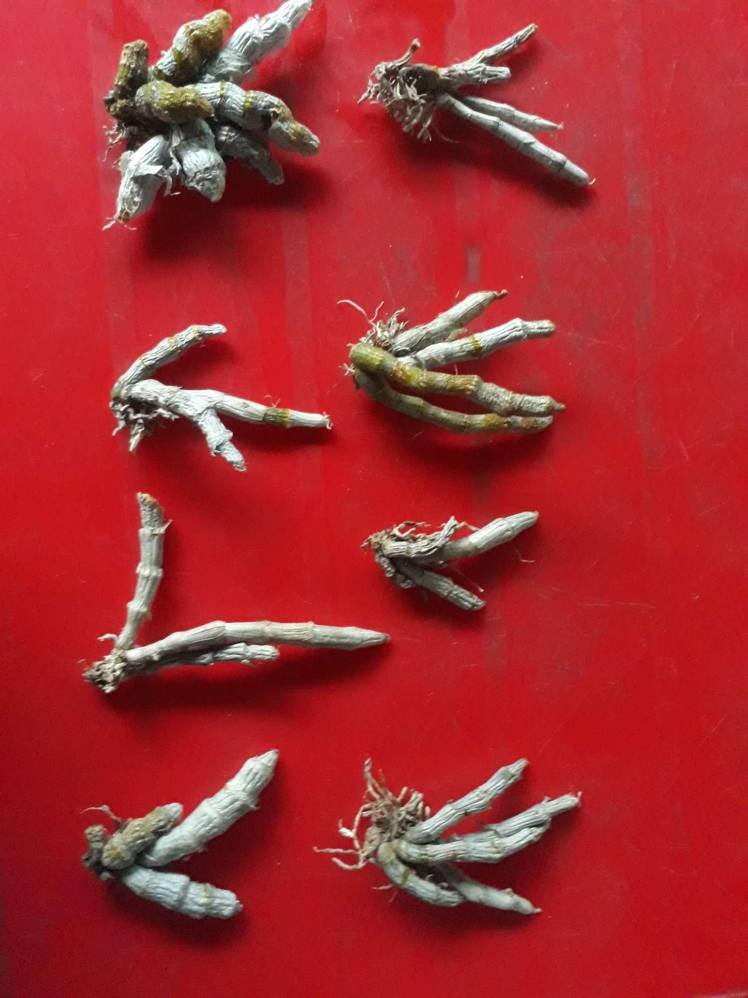 hoa lan trầm yim rừng