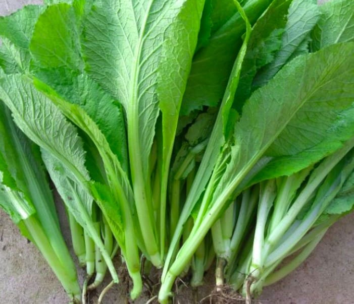 Hạt Giống Cải Bẹ Xanh- Cải Mỡ