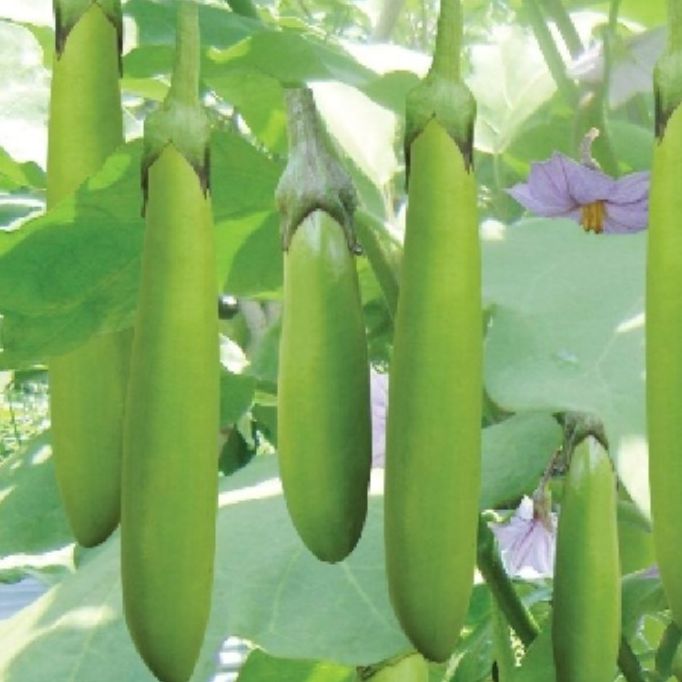 Hạt giống cà xanh dài lai-gói 2gram
