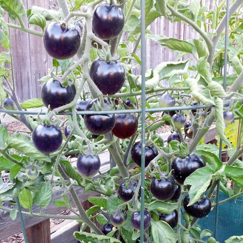 HẠT GIỐNG CÀ CHUA : Bi Đen F1 INDIGO USA gói 5 hat .