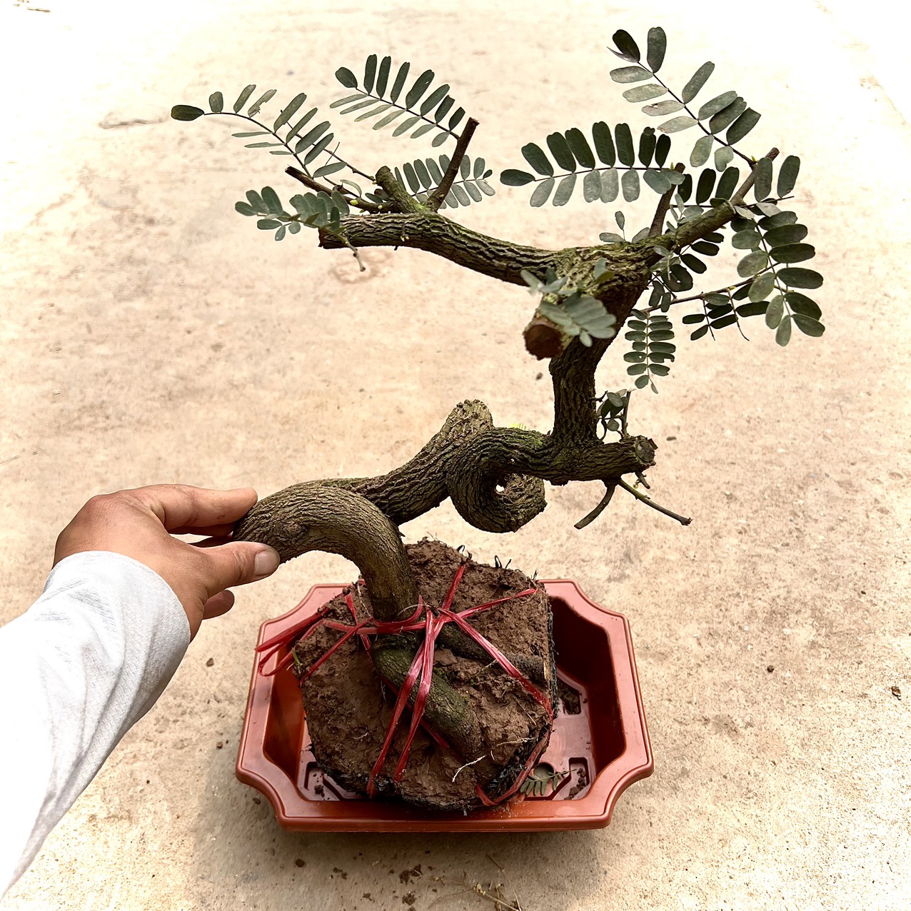 Cây me phôi bonsai (ảnh thật)