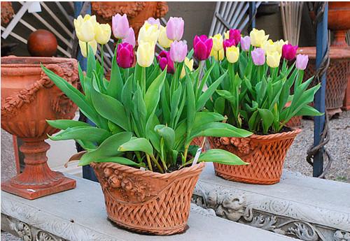 Combo 5màu củ hoa TuLip (5 mầu ngẫu nhiên)