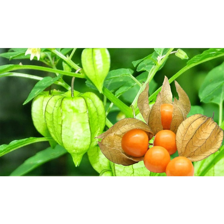 cây Thù Lù ,cây tầm Bóp, Anh Đào Đất - cây giống