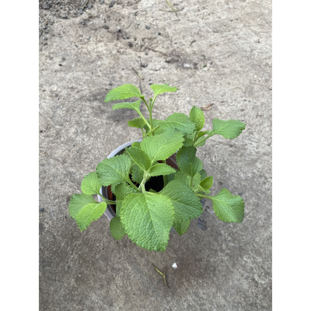 Chậu cây húng chanh, tần dày lá chữa viêm họng rất tốt - Plectranthus amboinicus