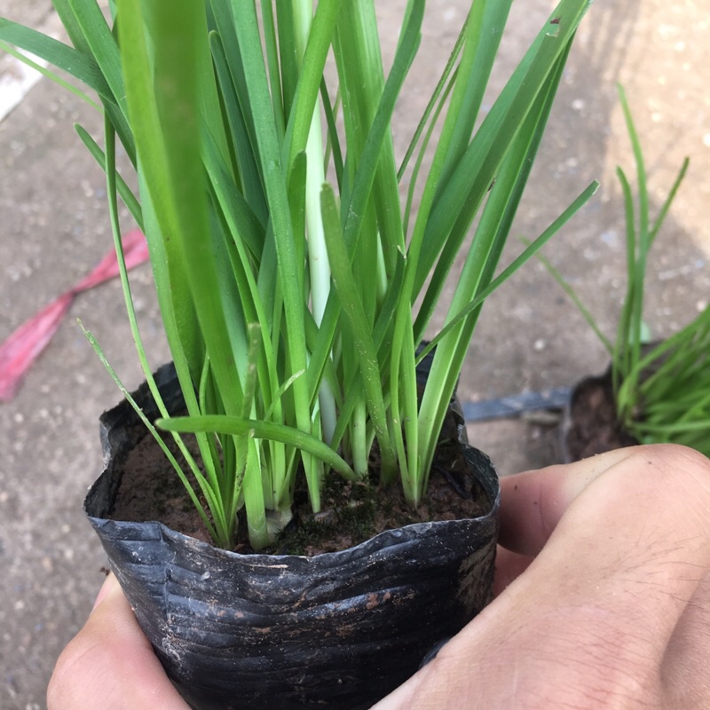 Cây tóc tiên trồng bịch đen (cây huệ mưa)[Như Hình]