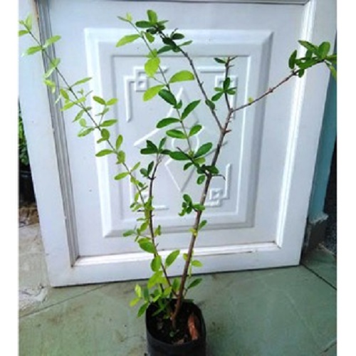 Cây sơ ri, chiều cao 60-80cm