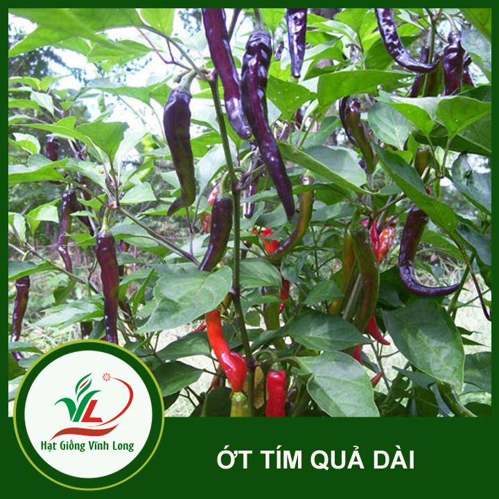 Hạt giống Ớt tím dài (hạt tự thu) - 15 hạt