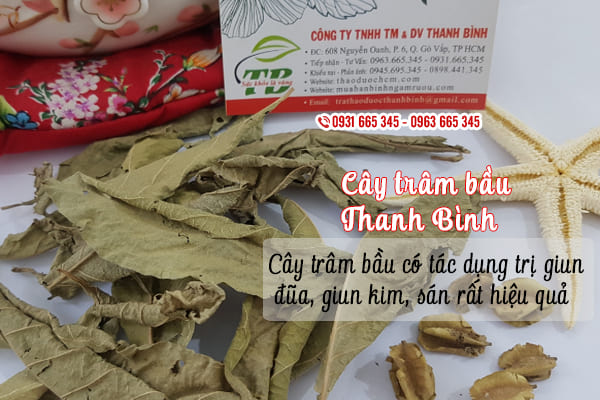 Cây trâm bầu khô 1kg - đông y thanh bình