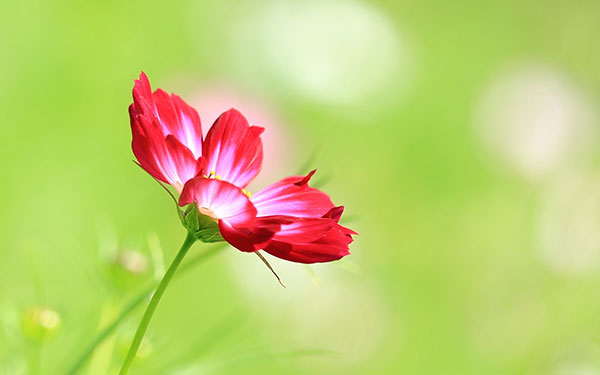 Hoa khô Đà Lạt là một đặc sản của miền cao nguyên này. Hãy chiêm ngưỡng những hình ảnh hoa khô Đà Lạt đẹp này để bạn có thể cảm nhận được sự tinh tế và độc đáo của bông hoa này.