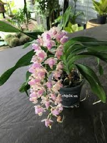 Hoa lan hồng nhạn( Cây đơn thân quý và hiếm)