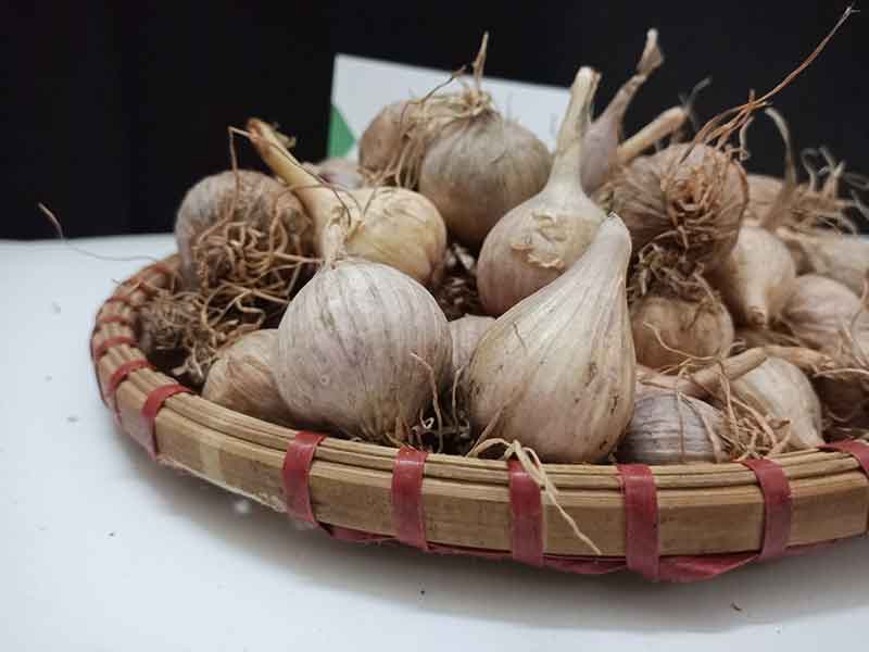Tỏi Cô Đơn Sơn La Giàu Dinh Dưỡng
