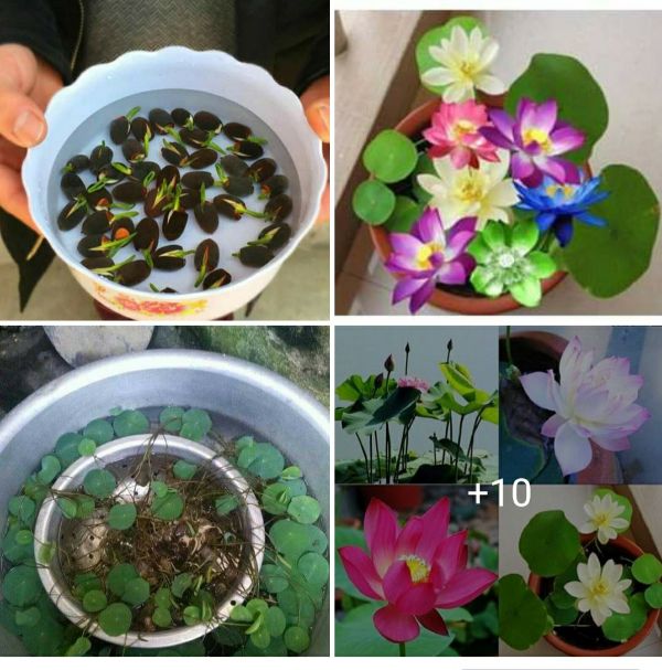 COMBO 10 HẠT GIỐNG HOA SEN NHÂT MINI MIX MÀU