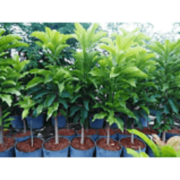 CÂY  LỘC VỪNG GIỐNG