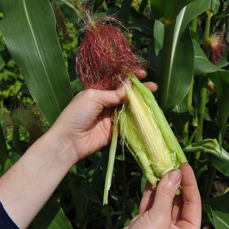 "Gói 30 "Hạt Giống Ngô Bao Tử [Seeds]