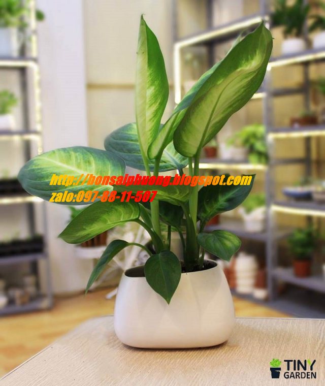 vạn niên thanh mix chậu
