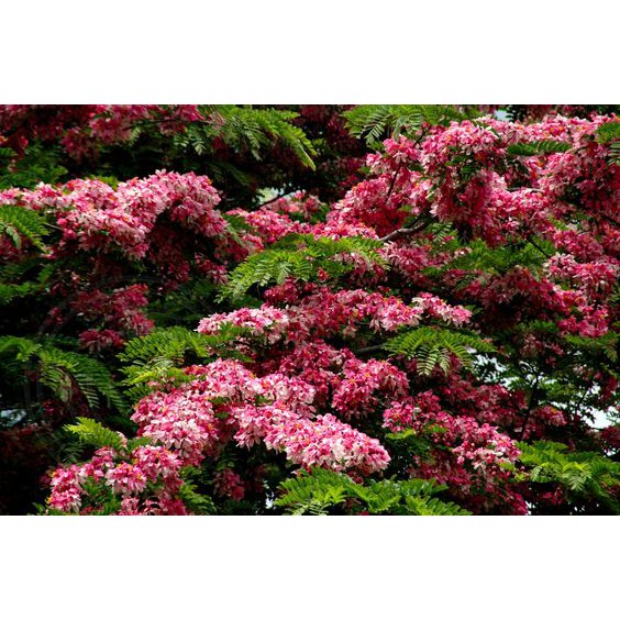 CÂY GIỐNG MUỒNG ANH ĐÀO (MUỒNG HOA ĐÀO), CÂY SIÊU ĐẸP