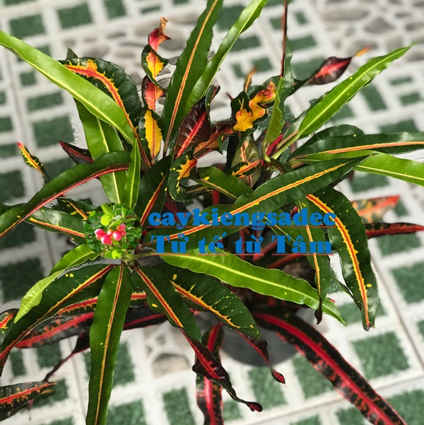 Cây gia huy+ tặng phân bón cho cây khỏe