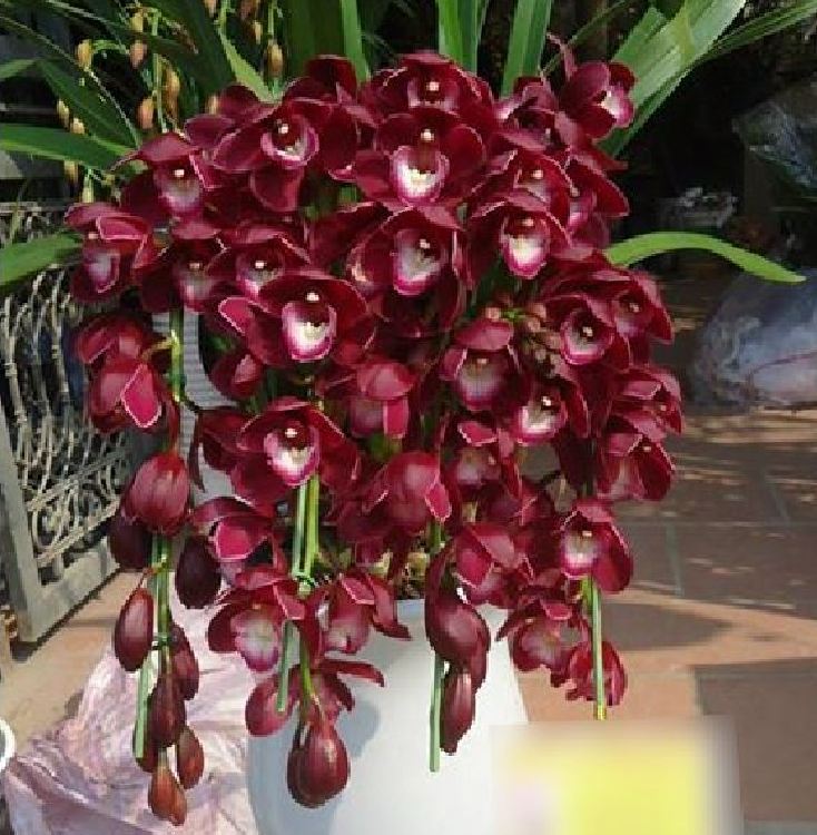 Củ giống hoa địa lan santo hoa tím - 1 củ