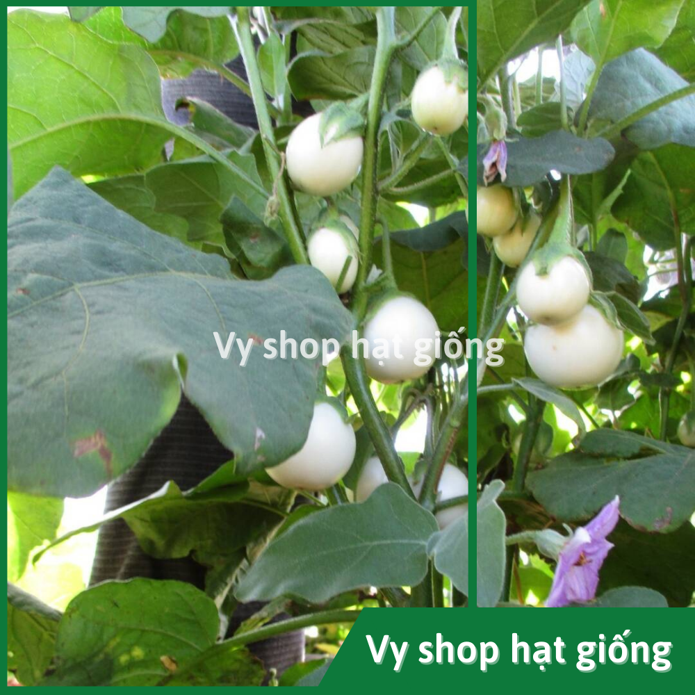 Hạt giống cà pháo trắng Thái Lan gói 200 hạt