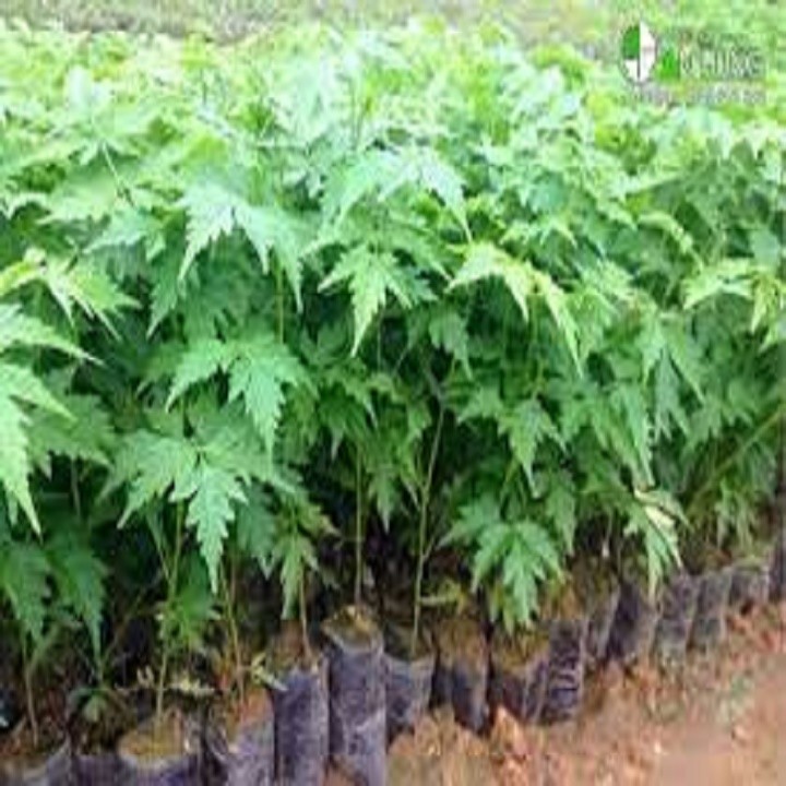 COMBO 5 CÂY GIỐNG XOAN ĐÀO