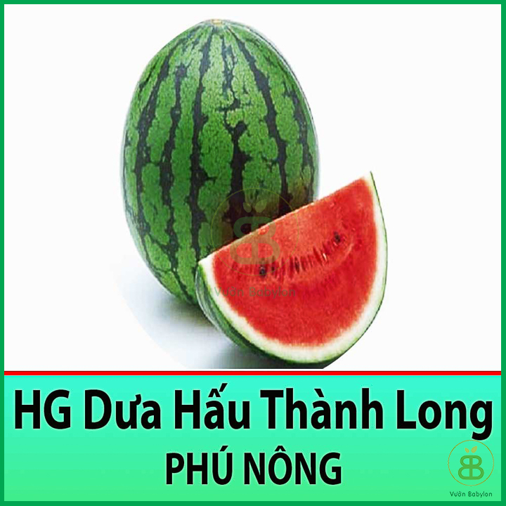 Hạt giống dưa hấu thành long siêu ngọt 1gr