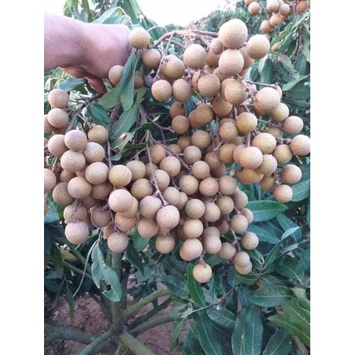 CÂY GIỐNG NHÃN MIỀN THIẾT