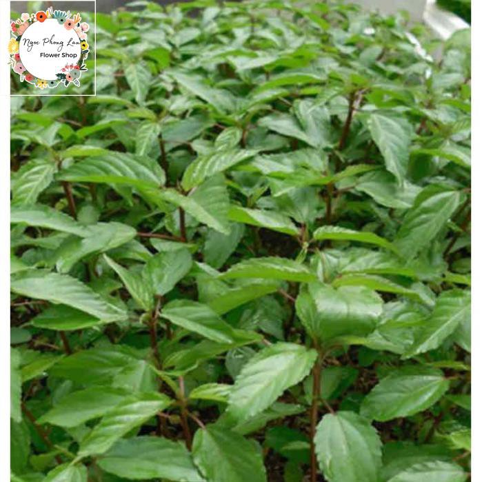 Hạt giống rau đay đỏ - gói 10 gram