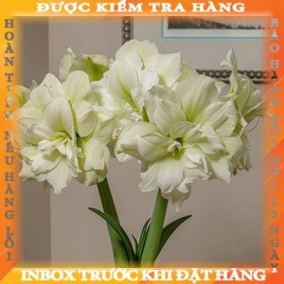 CỦ HOA HUỆ TÂY CÁNH KÉP (MUA 5 TẶNG 2, MUA 10 TẶNG 6)